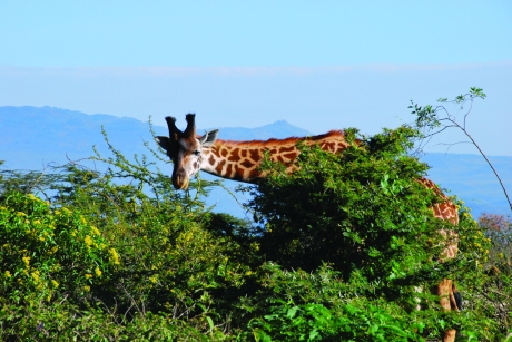 Giraffe, Crescent Island, Lake Naivasha, Kenya (Fred Tooley)