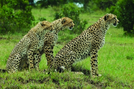 Cheetah Family, Masai Mara National Park, Kenya (Fred Tooley)